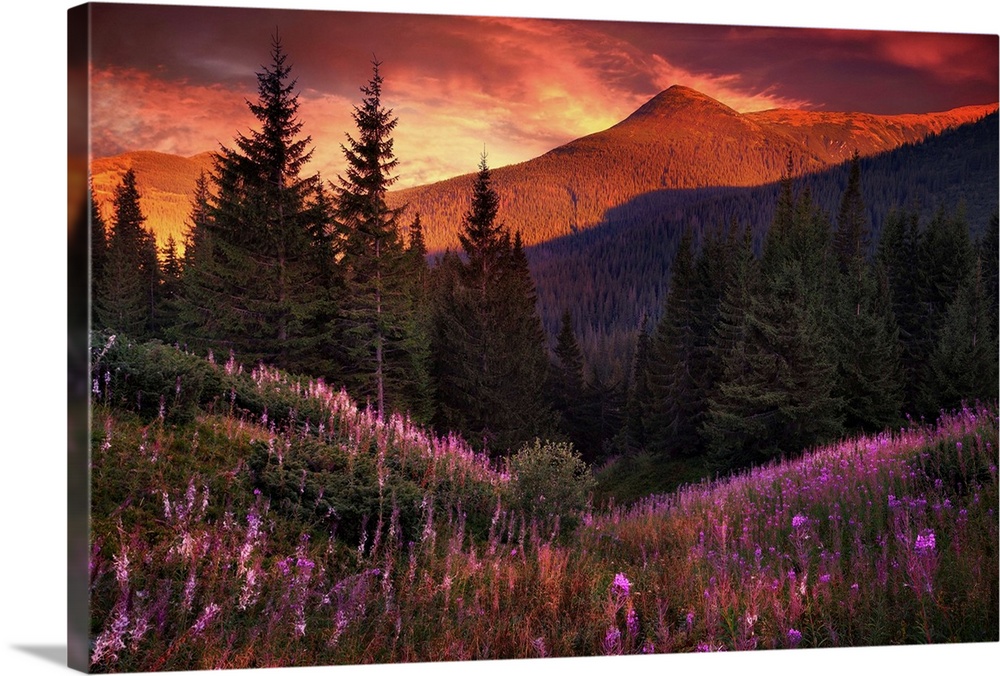 Mountain flowers in pine forest at sunset time. Red clouds over Carpathians hills. Summer landscape. I used two photos wit...