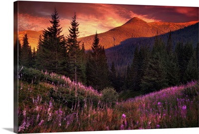 Mountain flowers in pine forest