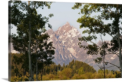 Mountains through trees at sunrise, Grand Teton National Park, Wyoming