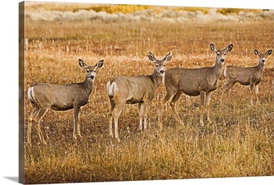 Mule deer (Odocoileus hemionus) standing in a row, Wyoming