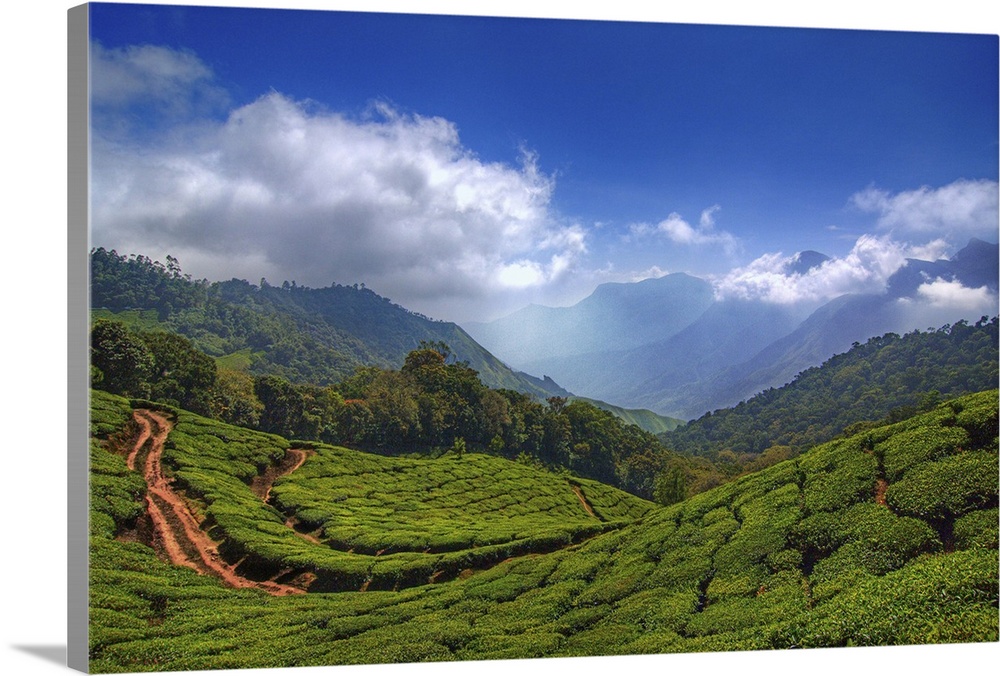 Tea garden at Top Station in Munnar, Kerala