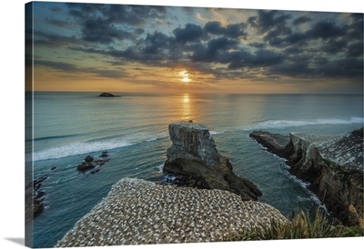 Muriwai Gannet Colony