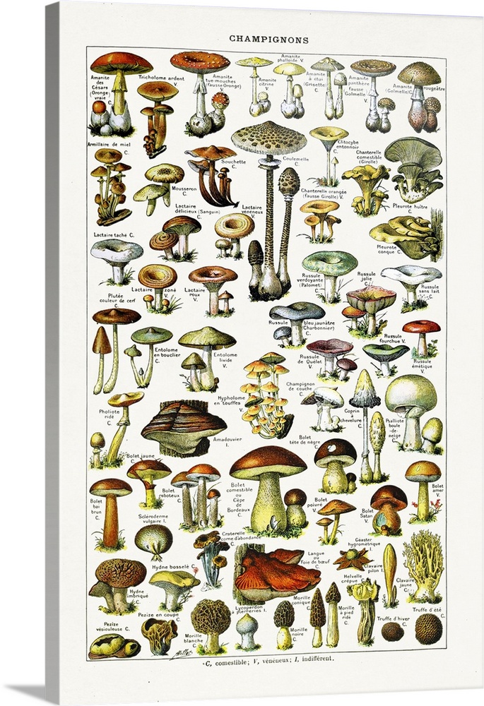 Old illustration about Mushrooms by Adolphe Philippe Millot printed in the french dictionary "Dictionnaire Complet et Illu...