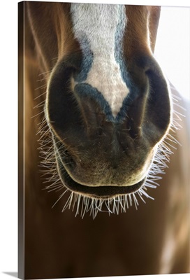 Muzzle of horse