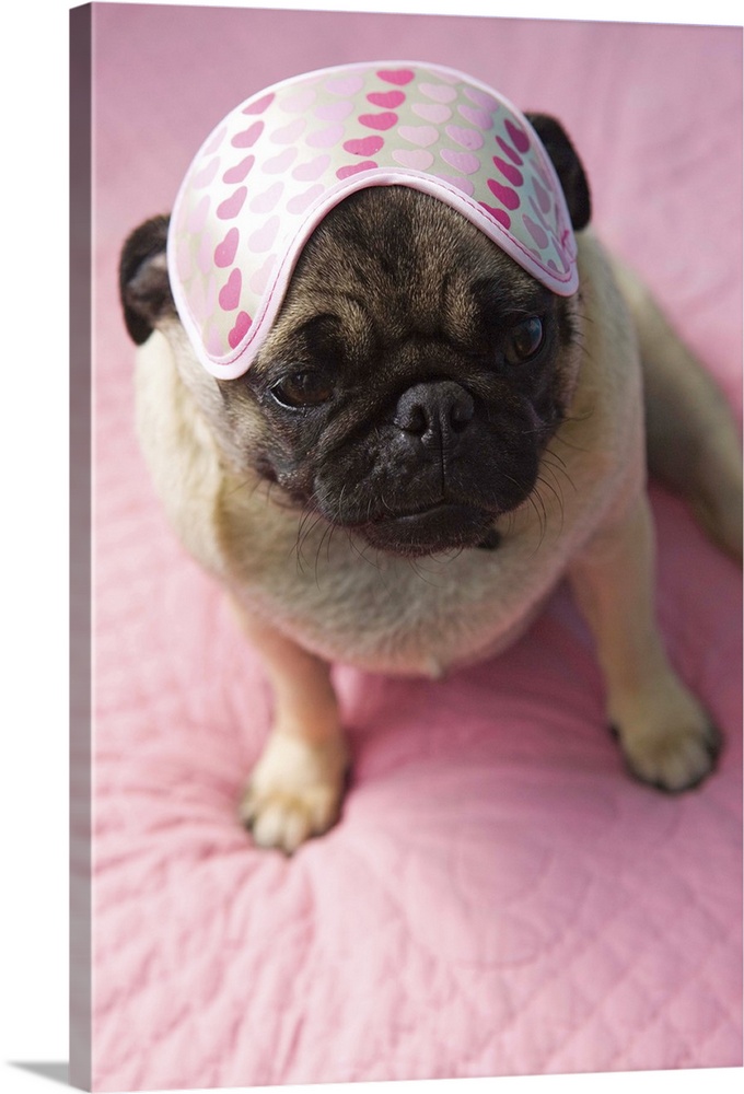 Pug dog with eye mask on head sitting on bed, elevated view