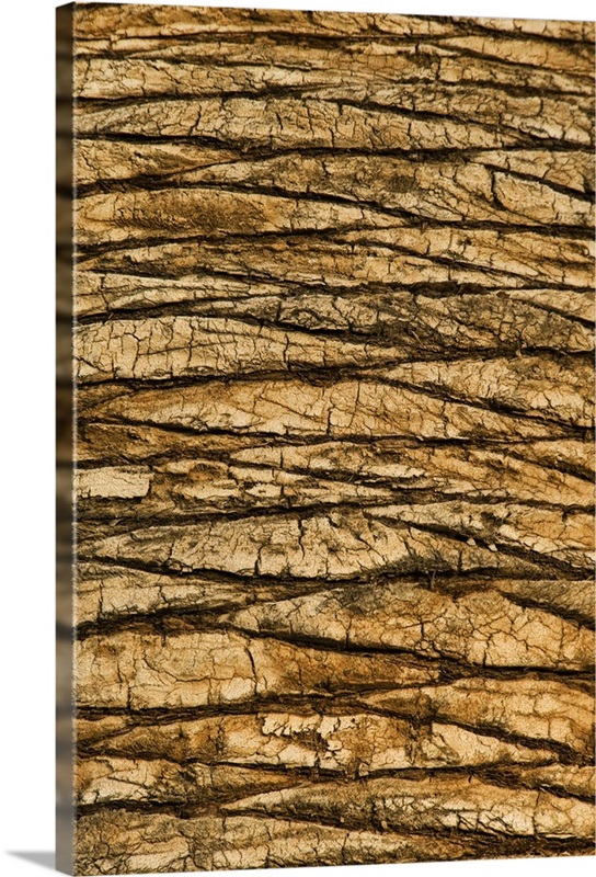Natural Pattern of a Palm Tree trunk Wall Art, Canvas Prints, Framed