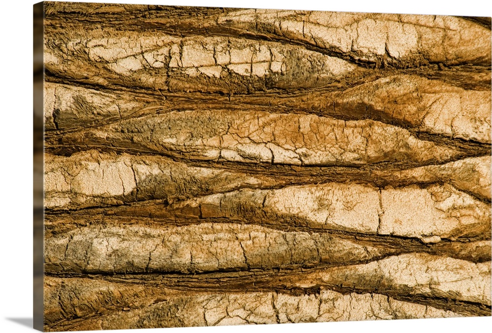 Natural Pattern of Trunk of Palm Showing Surface Texture