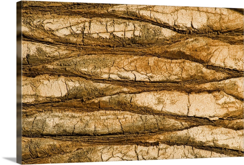 Natural Pattern of a Palm Tree trunk Wall Art, Canvas Prints, Framed