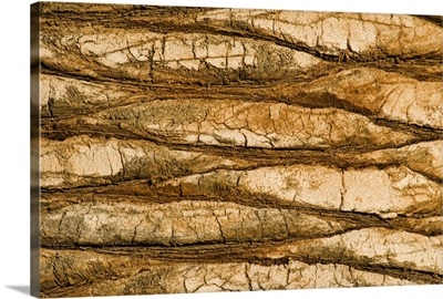 Natural Pattern of a Palm Tree trunk