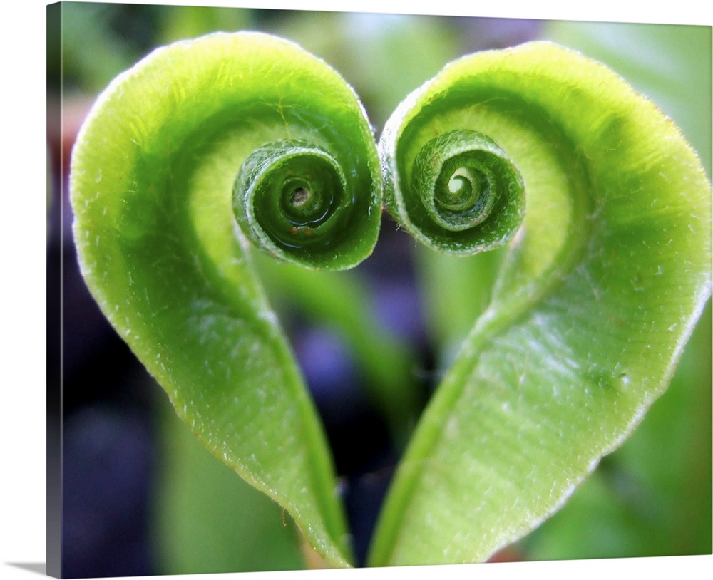 Green fern plant heart shaped naturally