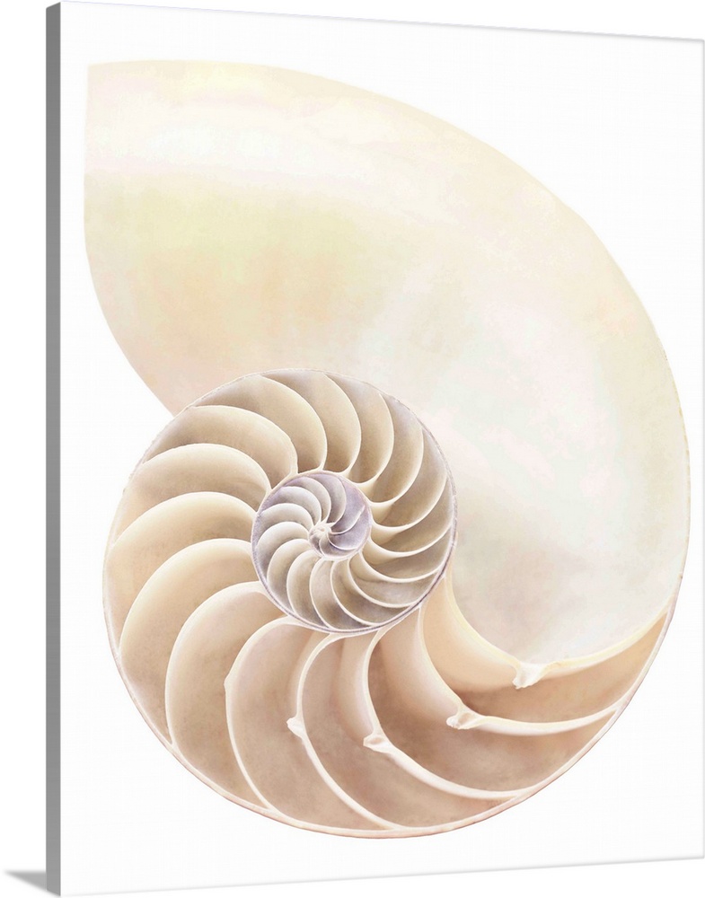 Nautilus shell, close-up