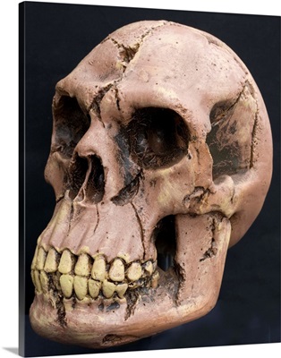 Neanderthal Or Neandertal Man - Reconstructed Skull