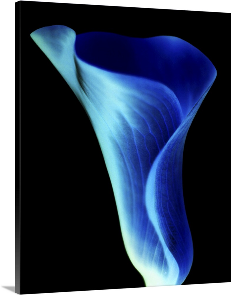 Negative shot of a calla lily