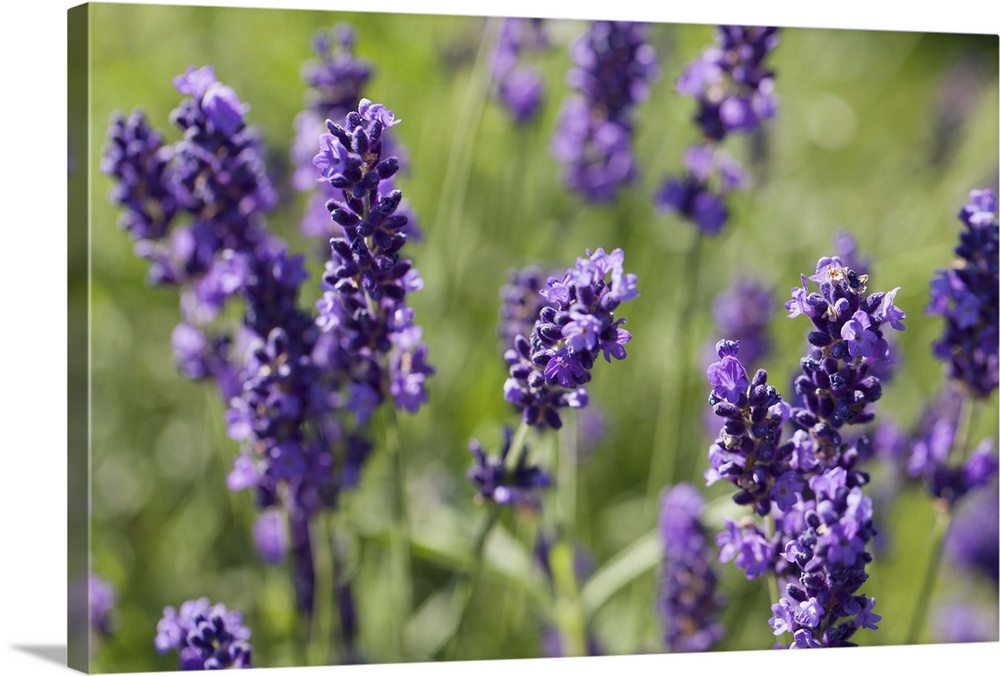 Netherlands, Hilvarenbeek, Close-up of lavender flowers