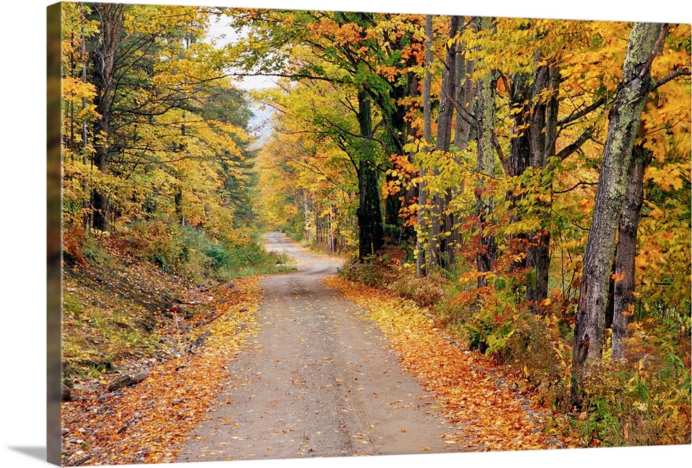 New England Road In Autumn