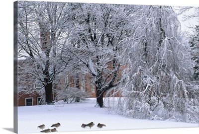 New England, Trees and building during winter snow