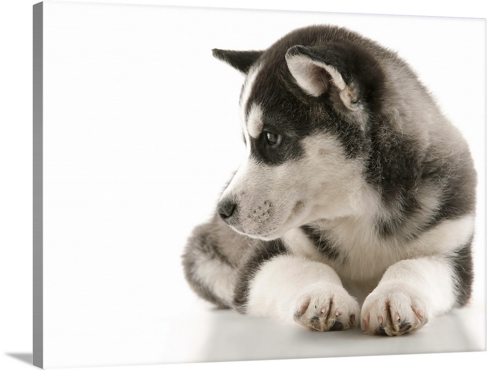 New cute happy fluffy puppy Husky laying down and looking off to the side on set with a white background for happiness family