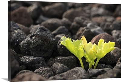 New life growing from black volcanic rock at Teno, Tenerife, Canary Islands, Spain