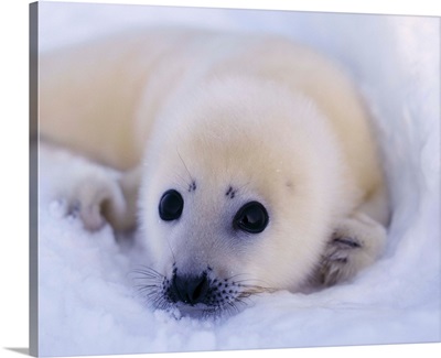 Newborn Harp Seal