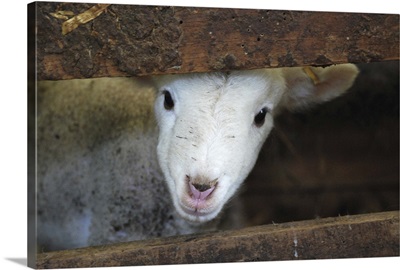 Newborn lamb peeking through wooden slats in barn.