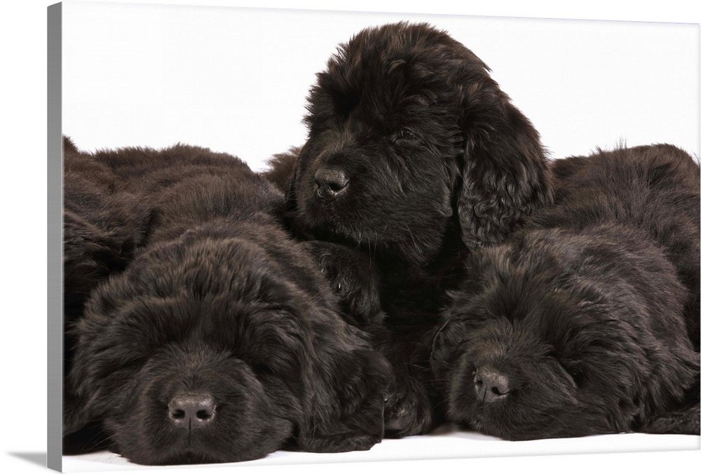 Newfoundland Puppies sleeping (Canis familiaris). Large, usually black, breed of dog. Originated in Newfoundland as a work...