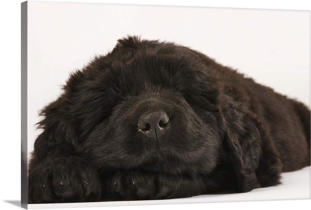 Newfoundland Puppy sleeping (Canis familiaris). Large, usually black, breed of dog. Originated in Newfoundland as a workin...