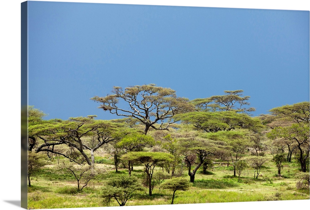 Tanzania, Ngorongoro Conservation Area, Ndutu Plains, Storm clouds darken sky behind lush green acacia forest near marsh a...