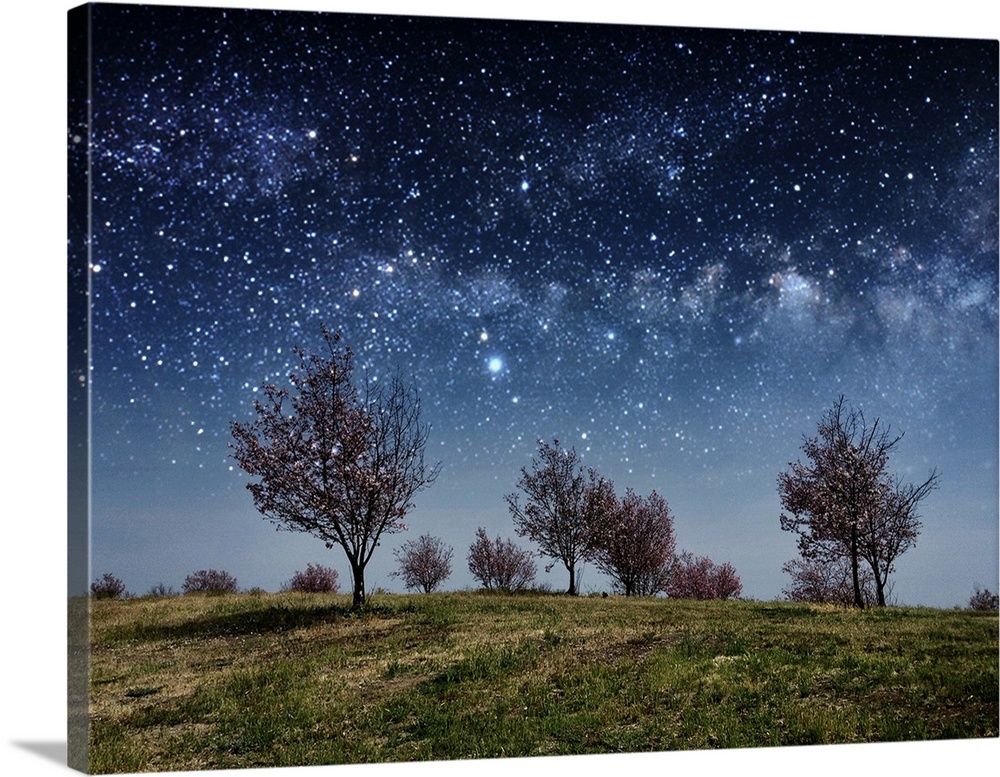 stylized image of blossoming cherry trees on a hill at night under a sky full of stars