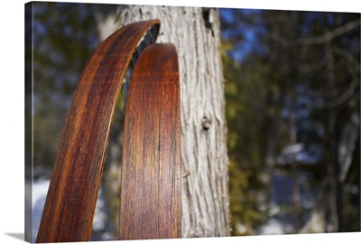Nordic skis leaning against tree