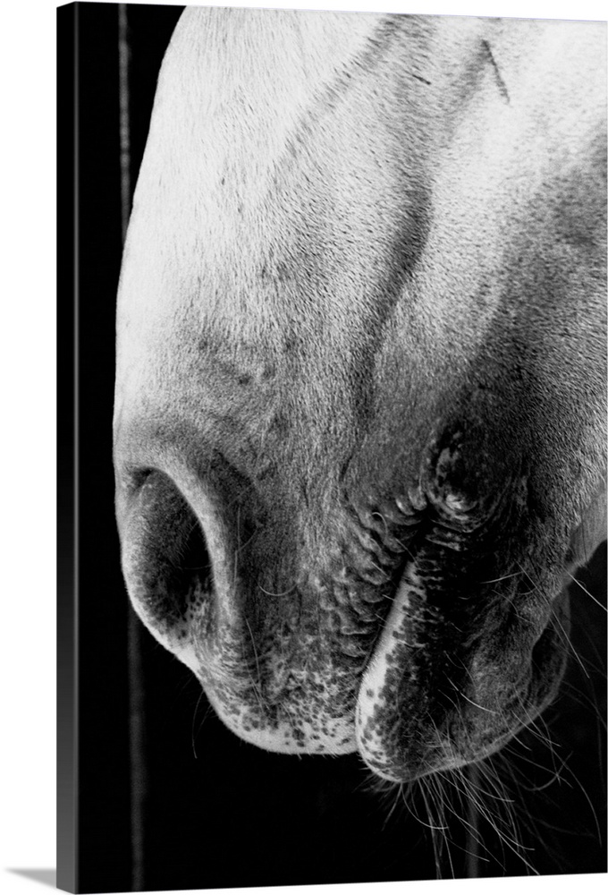 A closeup Lippizaner stallion Belevedere Napolitano's nose in his stall in the New Jersey countryside.