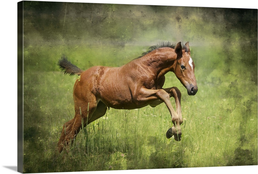 A young filly plays in the nursery paddock.  Young horses are so full of energy!  'Novella' is all about running around an...