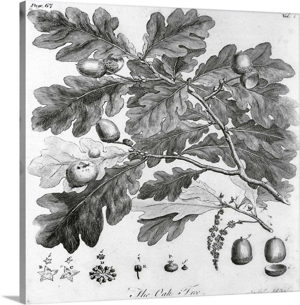 Oak leaves and acorns.