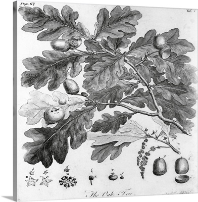 Oak Leaves with Acorns