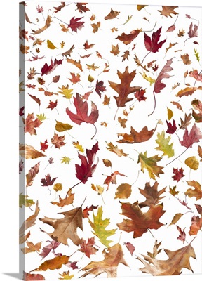 Oak, Maple, and Cottonwood leaves falling