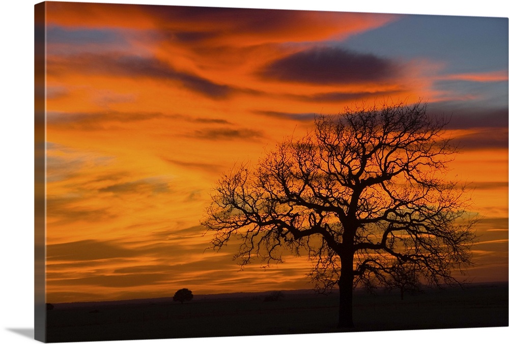 Oak Tree Silhouette in Sunset Texas Sky
