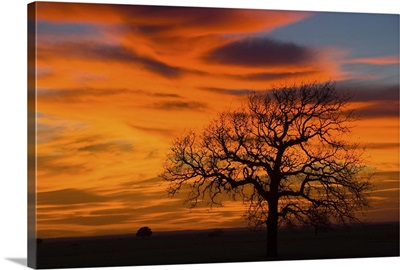 Oak Tree Silhouette in Sunset Texas Sky