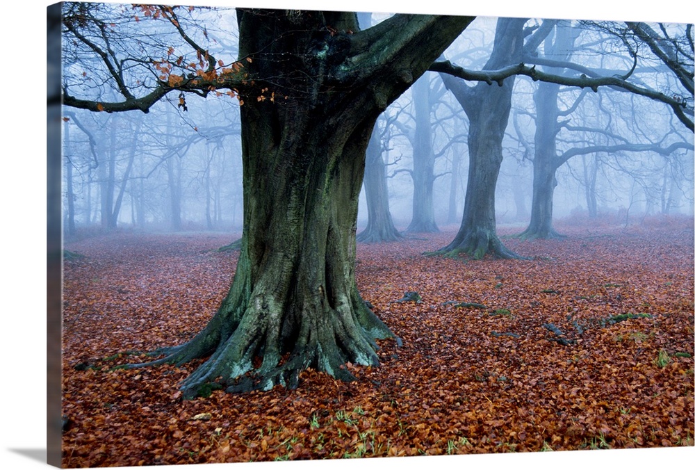 Fog surrounds an Oak tree woodland at dawn.