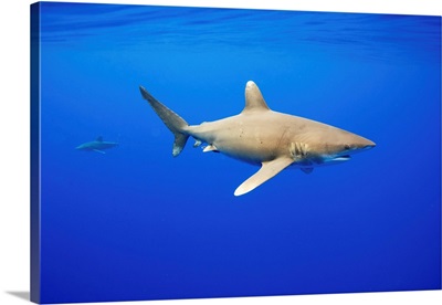 Oceanic Whitetip Sharks In Hawaii