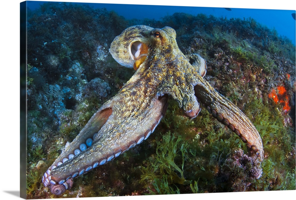 Octopus moving over rocks showing missing tentacles due to predators.