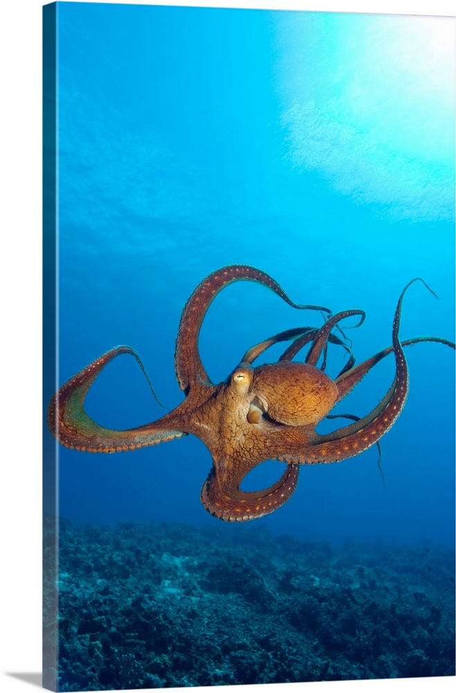 Octopus cyanea or Day Octopus near Kona, Big Island, Hawaii