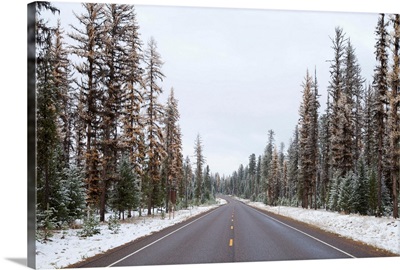 Of road through snow covered pine forest