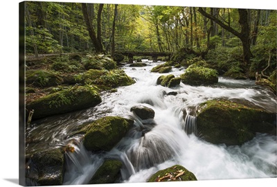Oirase stream during Autumn, Japan