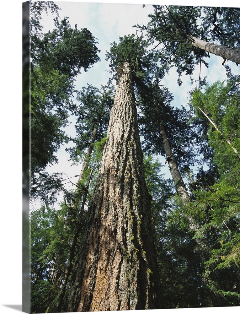 Old Growth Forest, Douglas Fir (P. menziesii), West Coast, North America, Cathedral Grove
