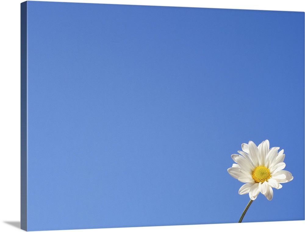 One daisy against blue sky