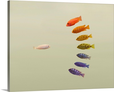 One fish looking at a spectrum of fish