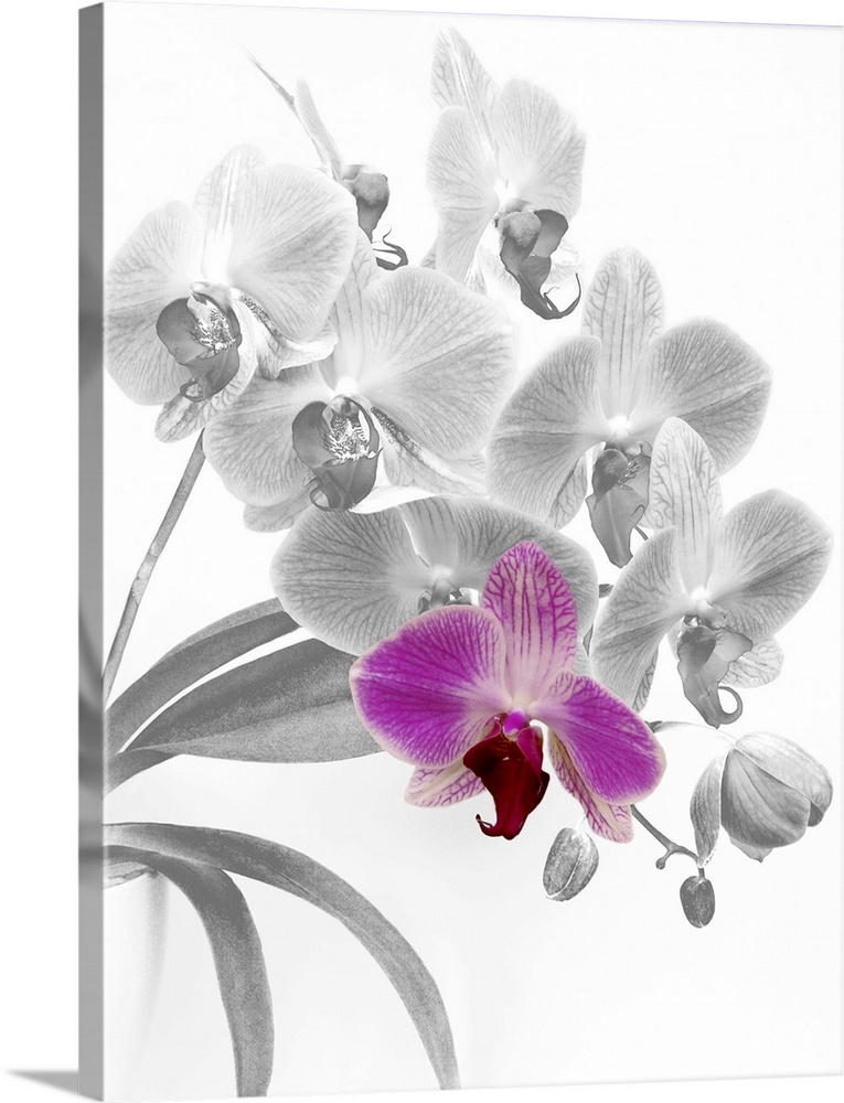 Spray of pink phalaenopsis orchids digitally changed to shades of grey with one orchid restored to the original colour, on...