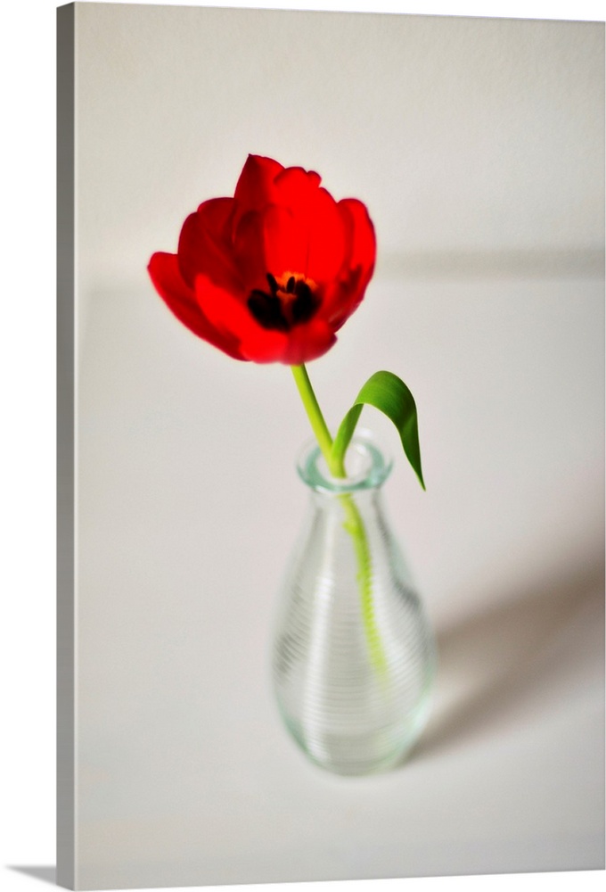 Open red tulip in small glass vase on white table, Netherlands.