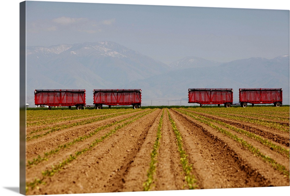 Open sided trucks used for transporting produce from the farm to market.  View over young pepper plants shows snow on the ...