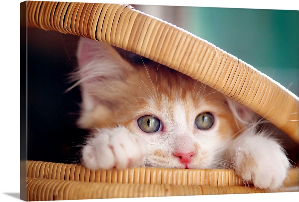 Orange and white kitten in basket.