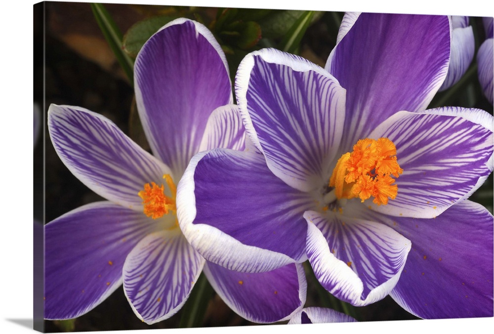 Close-up of purple and white striped crocuses with bright orange stigmas and stamens at the centres, from above, in garden